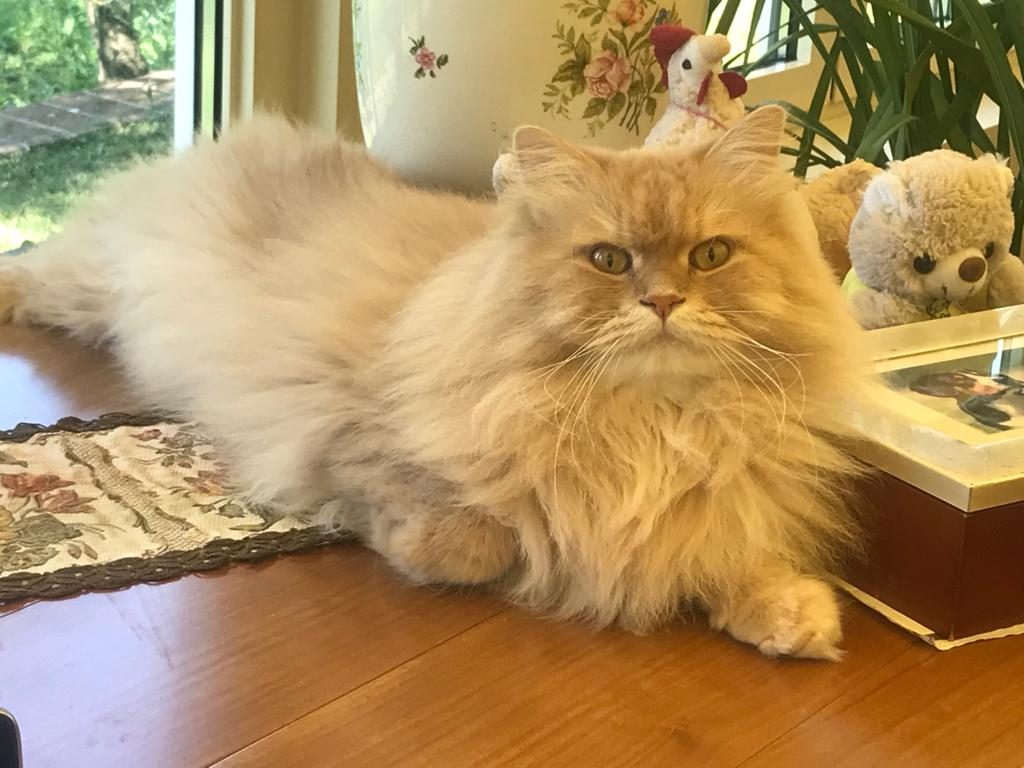 Tora
